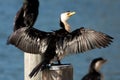 Little Pied Cormorant