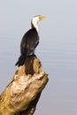 A Little Pied Cormorant Royalty Free Stock Photo