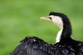 Little pied cormorant Royalty Free Stock Photo