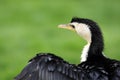 Little pied cormorant