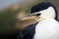 Little pied cormorant Royalty Free Stock Photo