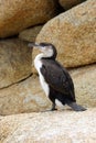 Little Pied Cormorant, Australia Royalty Free Stock Photo