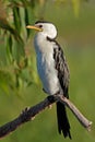 A little pied cormorant, Yellow water billabong, Kakadu National Park, Australia Royalty Free Stock Photo