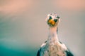 Little pied cormorant in Australia looking at the camera Royalty Free Stock Photo