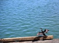 Little pied cormorant bird Royalty Free Stock Photo