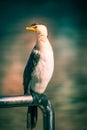 Little pied cormorant bird in Melbourne, Australia Royalty Free Stock Photo