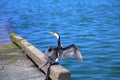 Little pied cormorant bird Royalty Free Stock Photo