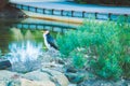 Little Pied Cormorant bird perching on rocks.