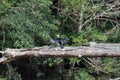 Little Pied Cormorant bird sitting on tree log with its wings spread Royalty Free Stock Photo