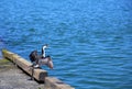 Little pied cormorant bird Royalty Free Stock Photo