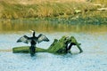 A Little Pied Cormorant Royalty Free Stock Photo