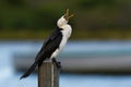 Little pied cormorant, little shag or kawaupaka Microcarbo melanoleucos drying its wings above the water, Australia. Black and