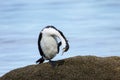 Little pied cormorant Microcarbo melanoleucos grooming