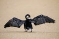 Little pied cormorant Microcarbo melanoleucos grooming Royalty Free Stock Photo