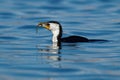 Little Pied Cormorant - Microcarbo melanoleucos Royalty Free Stock Photo