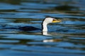 Little Pied Cormorant - Microcarbo melanoleucos Royalty Free Stock Photo