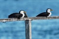 Little Pied Cormorant - Microcarbo melanoleucos Royalty Free Stock Photo