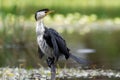 Little Pied Cormorant - Microcarbo melanoleucos Royalty Free Stock Photo