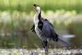 Little Pied Cormorant - Microcarbo melanoleucos Royalty Free Stock Photo