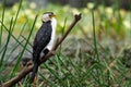 Little Pied Cormorant - Microcarbo melanoleucos Royalty Free Stock Photo