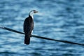 Little Pied Cormorant - Microcarbo melanoleucos Royalty Free Stock Photo