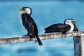 Little Pied Cormorant - Microcarbo melanoleucos Royalty Free Stock Photo