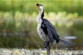 Little Pied Cormorant - Microcarbo melanoleucos Royalty Free Stock Photo