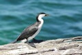 Little Pied Cormorant, Microcarbo melanoleucos Royalty Free Stock Photo