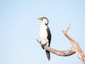 Little Pied Cormorant (Microcarbo melanoleucos), Mandurah, Western Australia Royalty Free Stock Photo