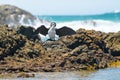 Little pied cormorant (Microcarbo melanoleucos), a medium-sized water bird with black and white plumage Royalty Free Stock Photo