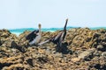 Little pied cormorant (Microcarbo melanoleucos) a medium-sized water bird with black and white plumage