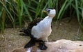 Little Pied Cormorant (Microcarbo melanoleucos) perched on a rock Royalty Free Stock Photo