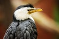 Little pied cormorant, Microcarbo melanoleucos, portrait of a black and white water bird, native to Australia, New Guinea Royalty Free Stock Photo