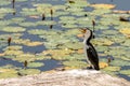 Little Pied Cormorant, Microcarbo melanoleucos, sitting on a rock in front of water lily pond