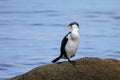Little pied cormorant Microcarbo melanoleucos sitting on a rock Royalty Free Stock Photo