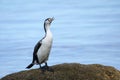 Little pied cormorant Microcarbo melanoleucos sitting on a rock Royalty Free Stock Photo