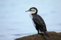 Little pied cormorant Microcarbo melanoleucos sitting on a rock Royalty Free Stock Photo