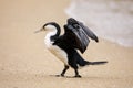 Little pied cormorant Microcarbo melanoleucos spreading wings on the beach Royalty Free Stock Photo