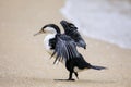 Little pied cormorant Microcarbo melanoleucos spreading wings on the beach Royalty Free Stock Photo