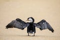 Little pied cormorant Microcarbo melanoleucos spreading wings on the beach Royalty Free Stock Photo