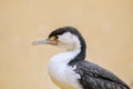 Little pied cormorant Microcarbo melanoleucos standing on the beach