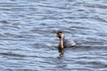 Little Pied Cormorant (Microcarbo melanoleucos) Royalty Free Stock Photo