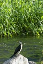 A Little Pied Cormorant Bird Royalty Free Stock Photo