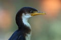 The little pied cormorant, little shag or kawaupaka Microcarbo melanoleucos, portrait with colorful background