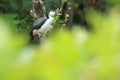 Little pied cormorant Royalty Free Stock Photo