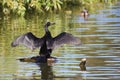 Little pied shag drying wings, New Zealand