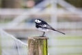 A pied wagtail perched on a fence post Royalty Free Stock Photo