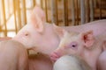 Little pig in farm. Small pink piglet. African swine fever and swine flu concept. Livestock farming. Pork meat industry. Healthy