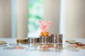 Little pig hold the gold sitting on stack coins Royalty Free Stock Photo