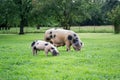 Little Pig with its Mother Royalty Free Stock Photo